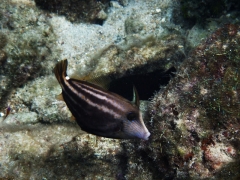 Filefish