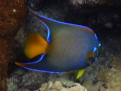 Queen angelfish