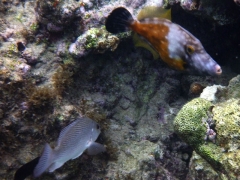 Spotted filefish