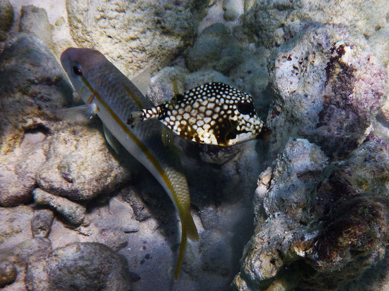 Goatfish and Trunkfish