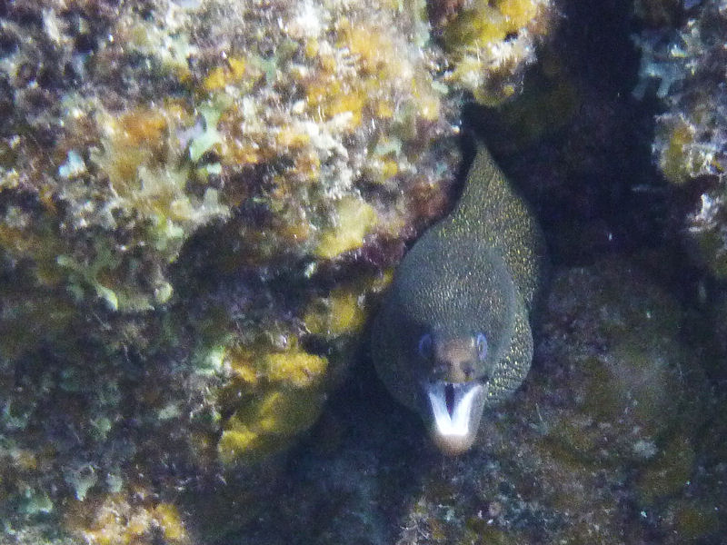 Gold moray eel