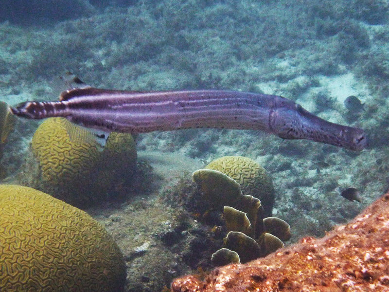 A huge Trumpetfish