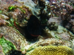 Red lipped blenny
