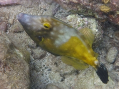 Spotted filefish