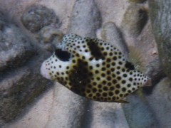 Mini trunkfish