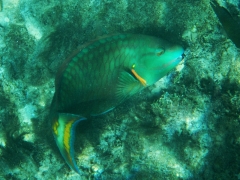 Parrotfish