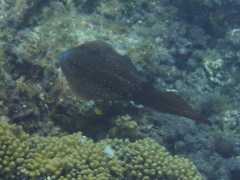 Reef squid