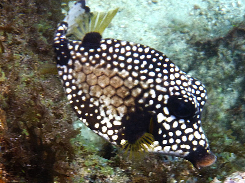 Trunkfish