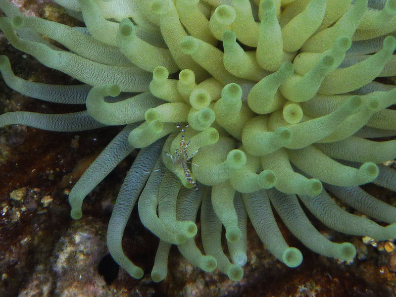 Anemome and shrimp