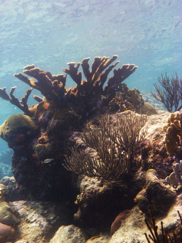 Coral at Blue Bay Beach, Curacao