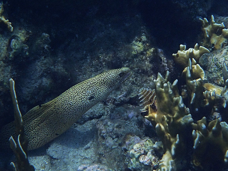 Golden moray eel