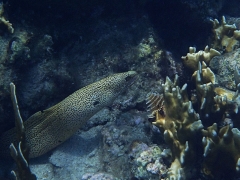 Golden moray eel