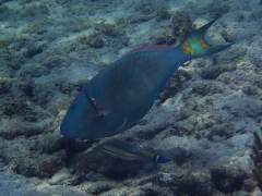 Parrotfish