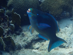 Queen Parrotfish