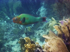 Rainbow parrotfish