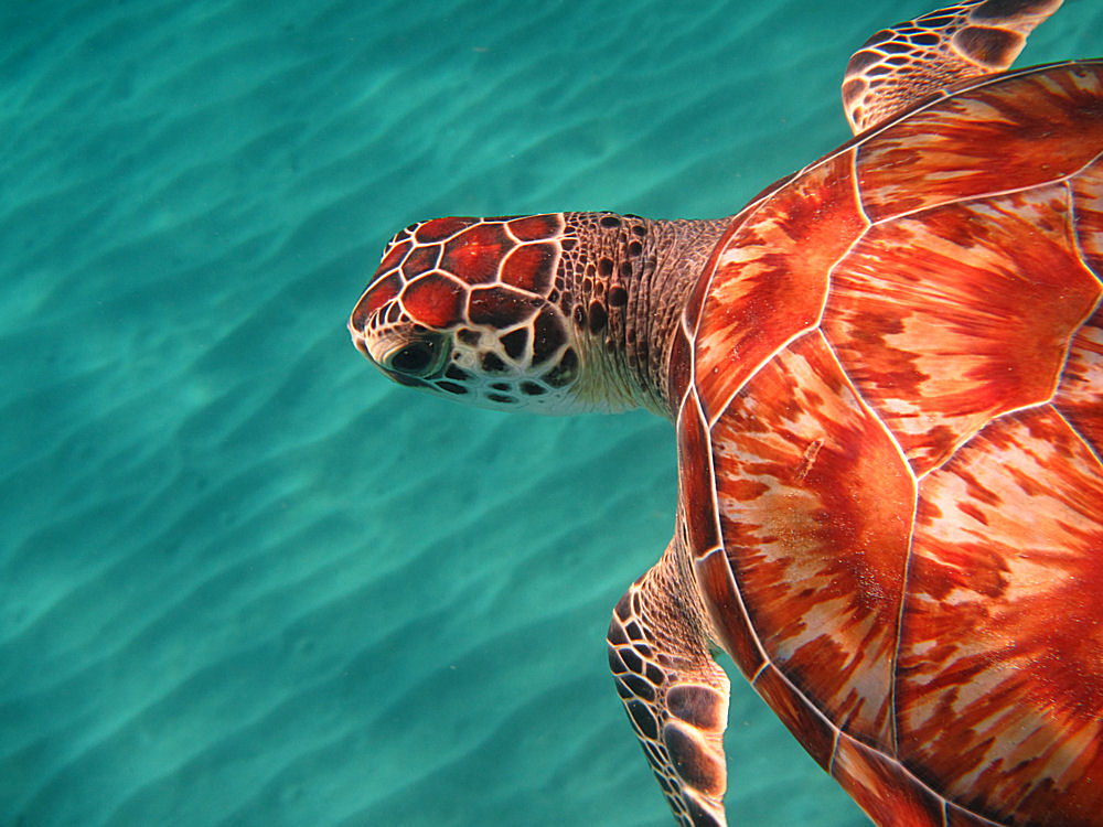 Turtle at Playa Grandi