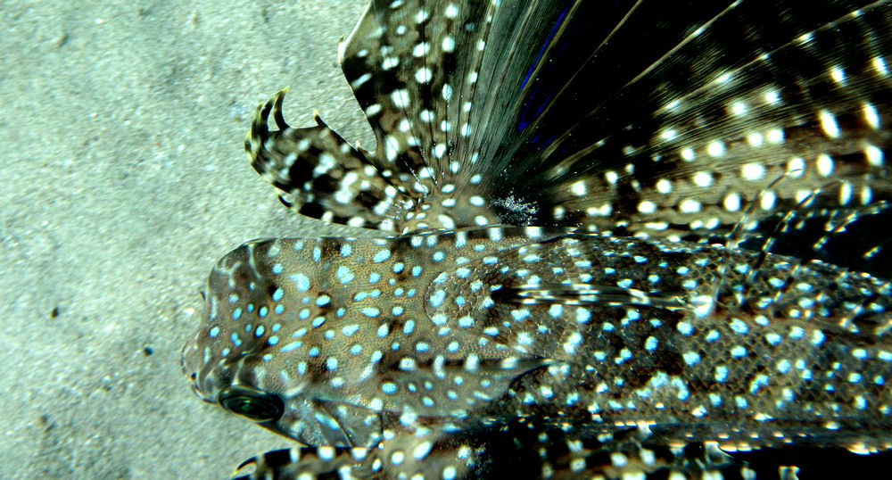 Flying gurnard at Playa Grandi