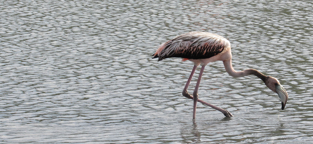 Baby flamingo