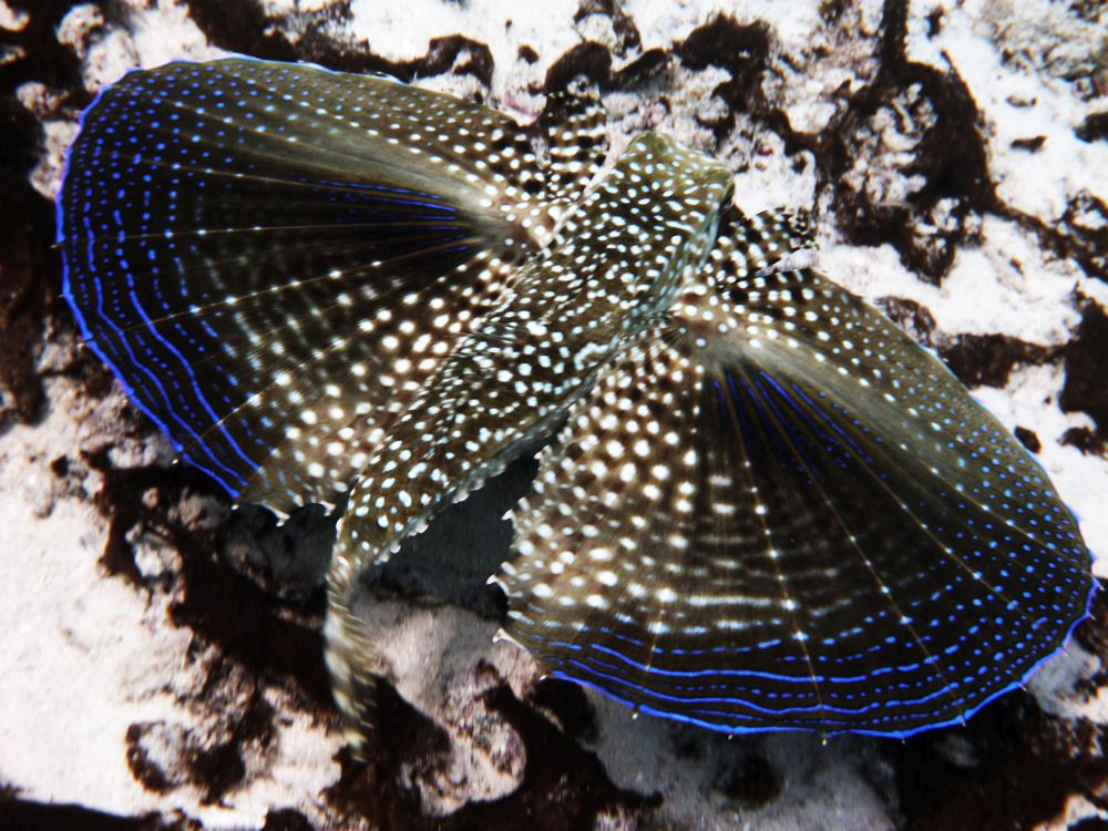 Flying gurnard