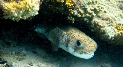 Porcupinefish at Playa Grandi