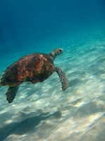 Hurting turtle at Playa Grandi