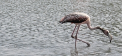 Baby flamingo