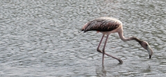 Baby flamingo