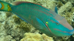 Colorful parrotfish