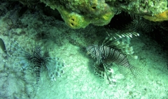 Lionfish colony
