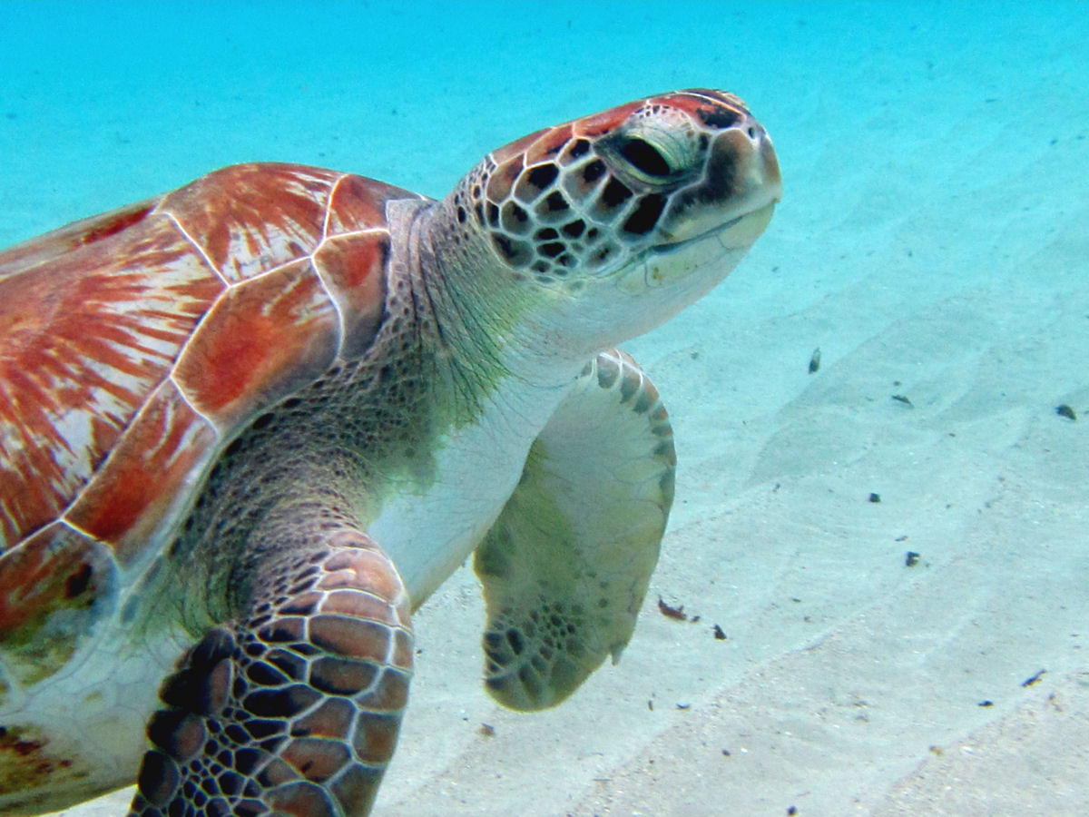 Turtles at Playa Grandi