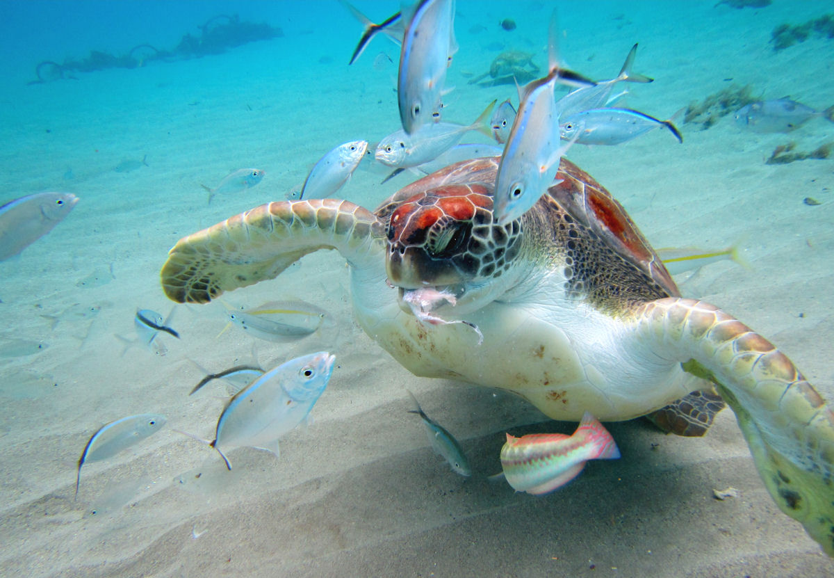 Turtles at Playa Grandi