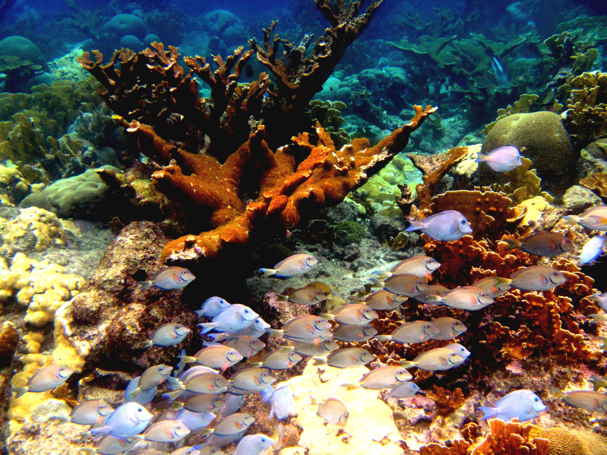 Coral at the Sea Aquarium