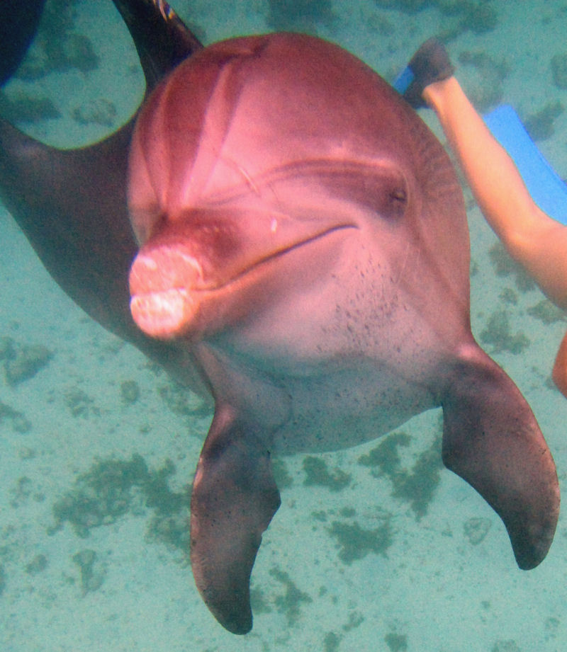 Swimming with dolphins