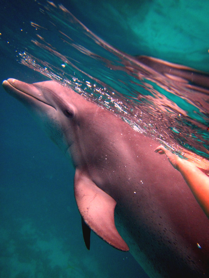 Swimming with dolphins