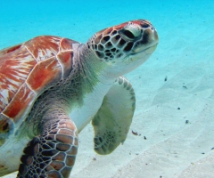 Turtles at Playa Grandi