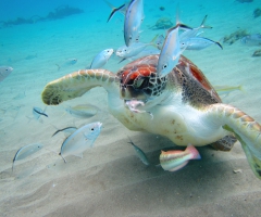 Turtles at Playa Grandi