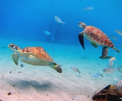 Turtles at Playa Grandi