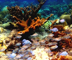 Coral at the Sea Aquarium