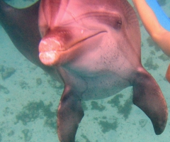 Swimming with dolphins