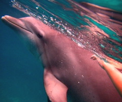 Swimming with dolphins