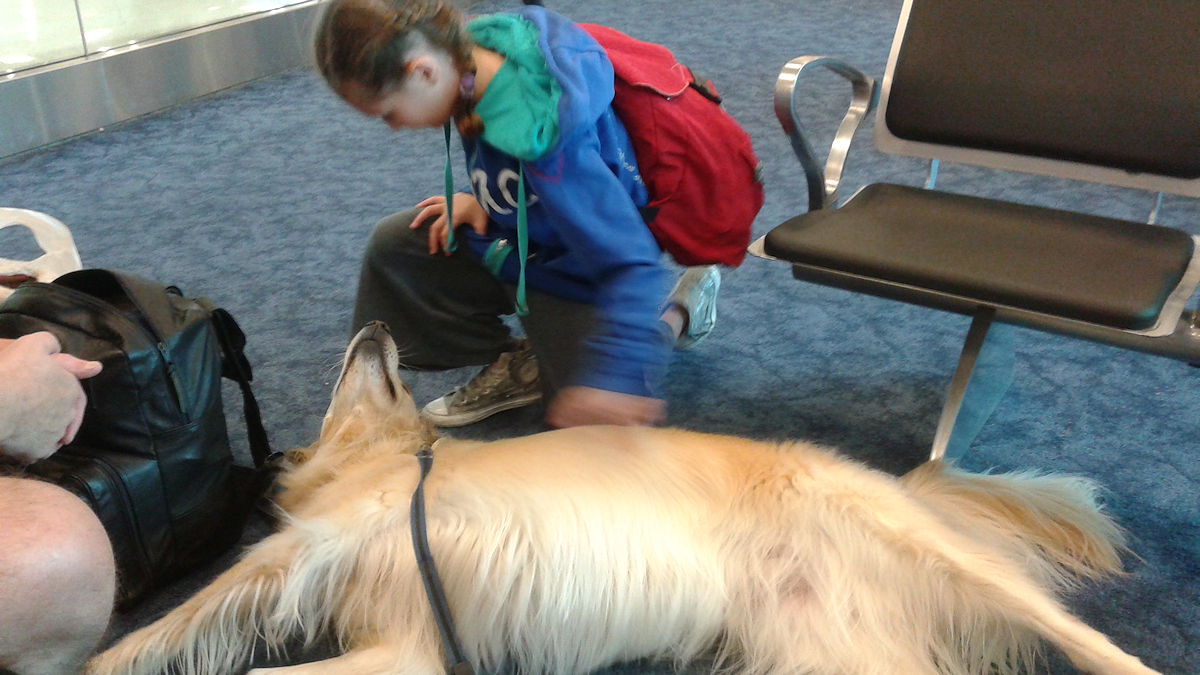 Bailey in the airport
