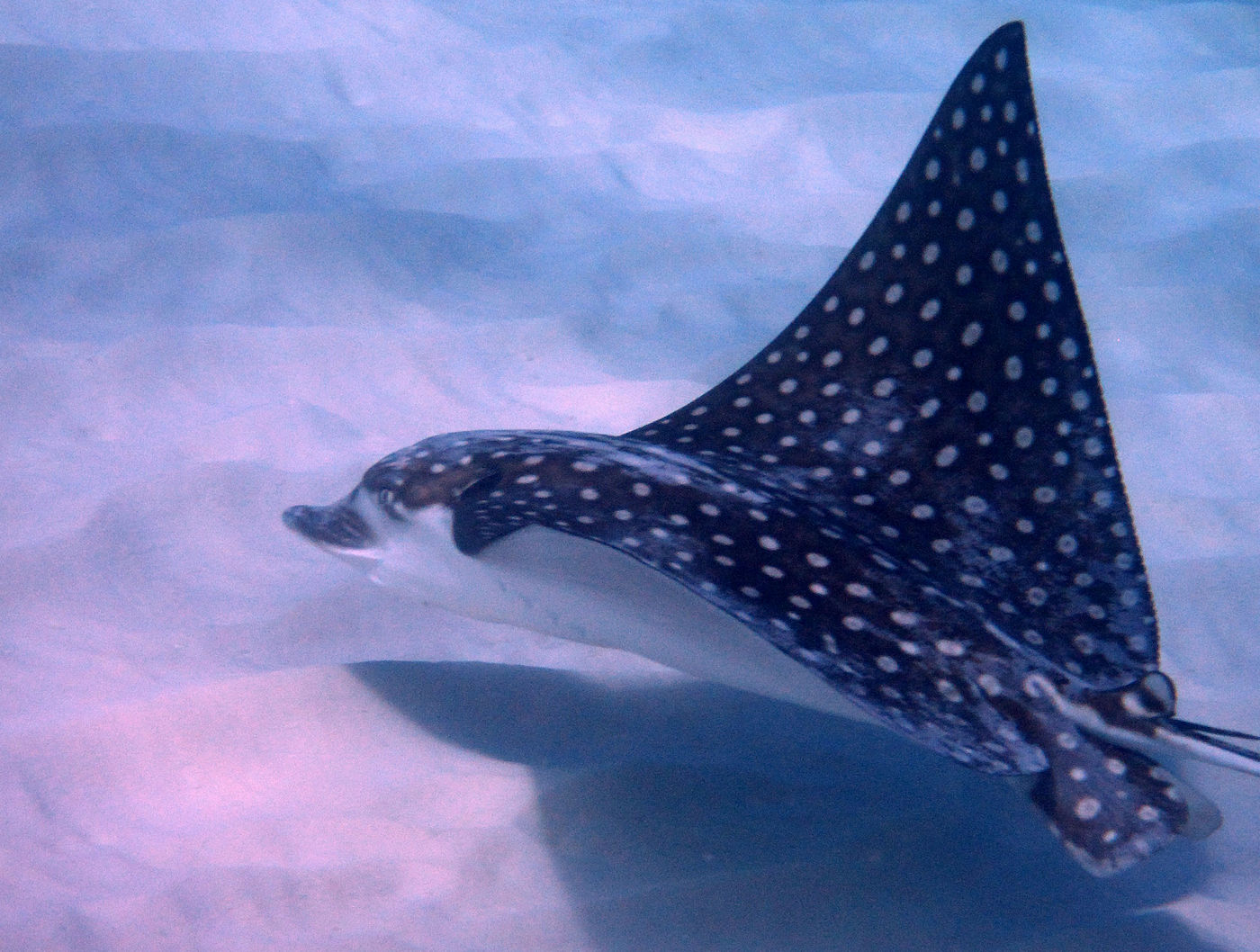 Eagle ray in Curacao