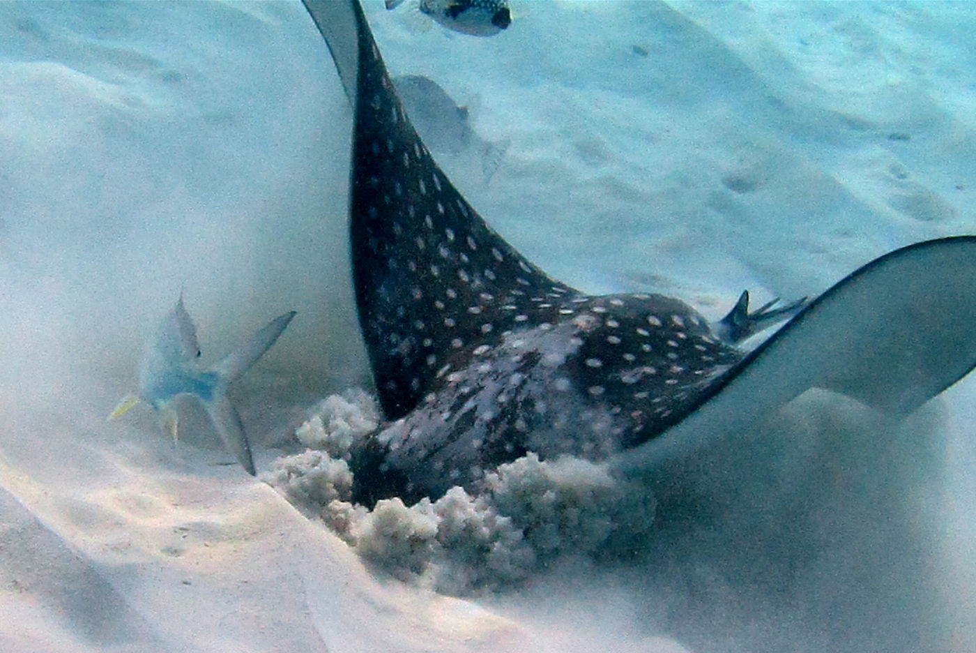 Eagle ray digging for dinner