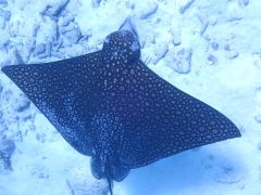 Eagle ray in Curacao