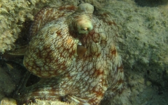 Small octopus