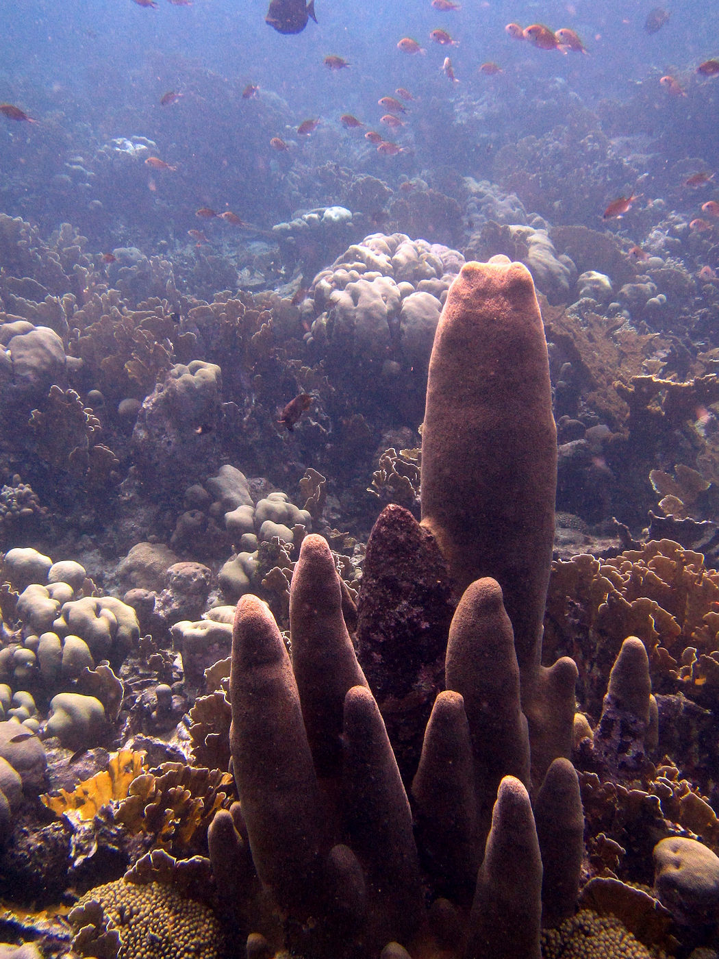 Some coral at the SeAquarium Beach