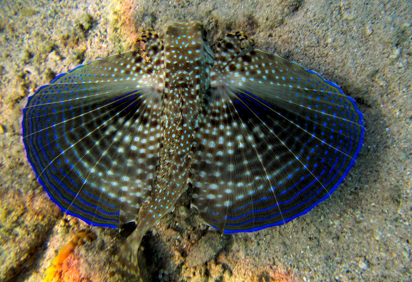 Flying gurnard