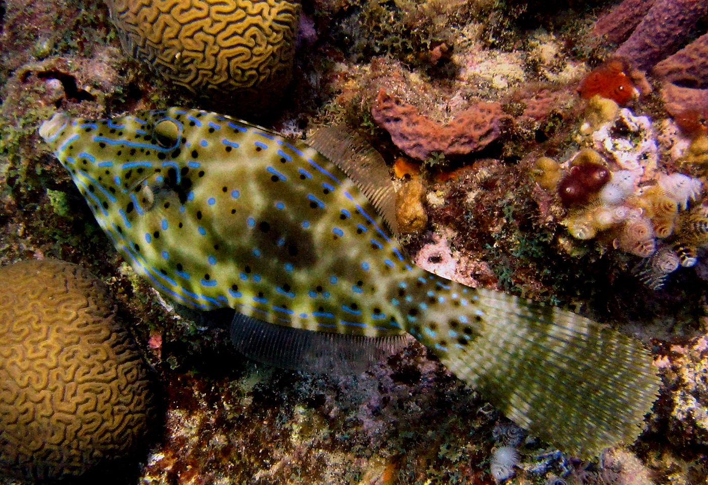 Scrawled filefish