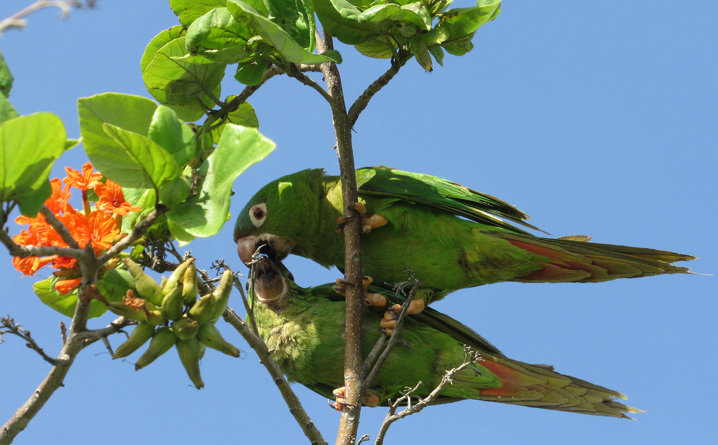A pair of Lora Parrots