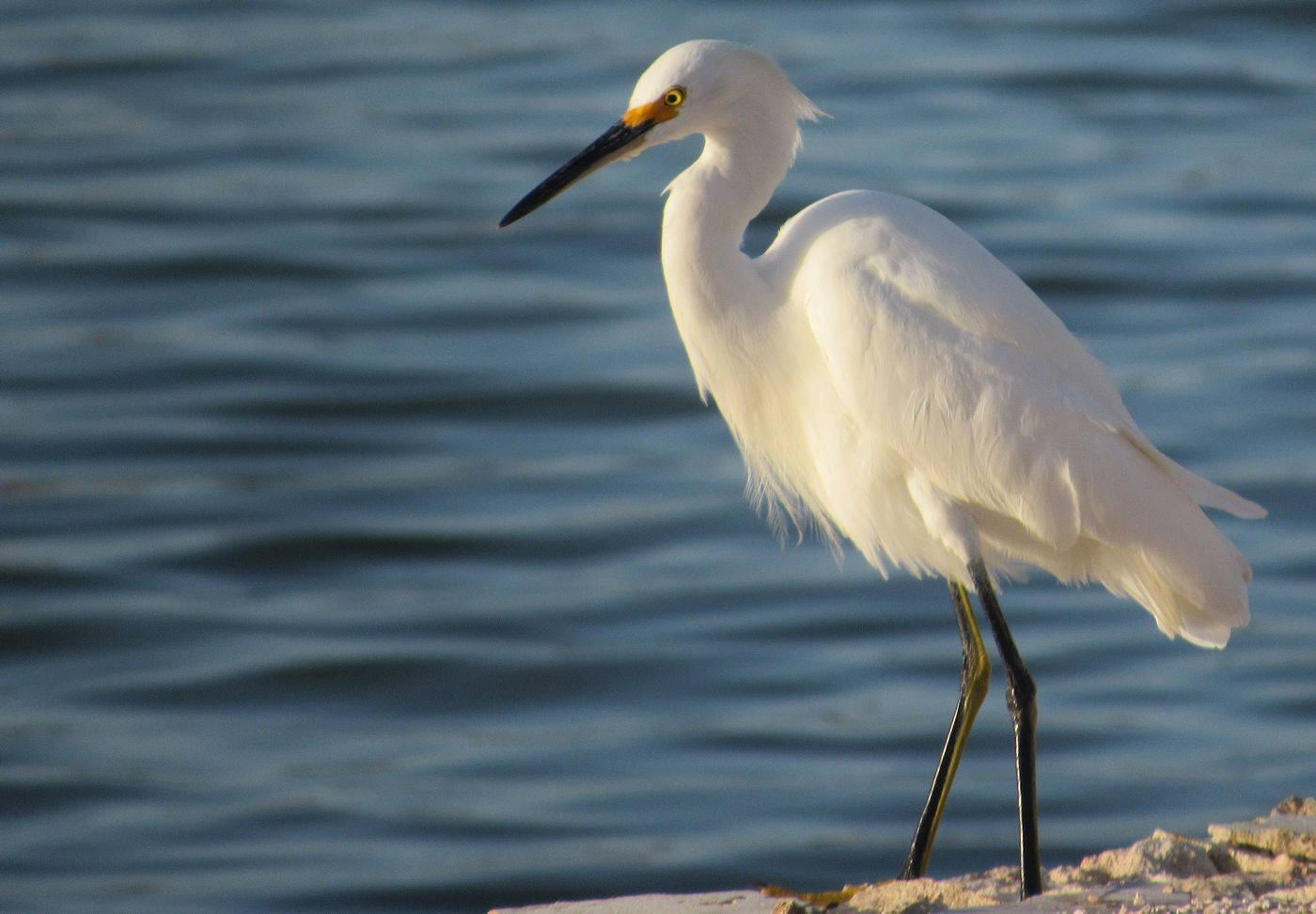 Snowy egret